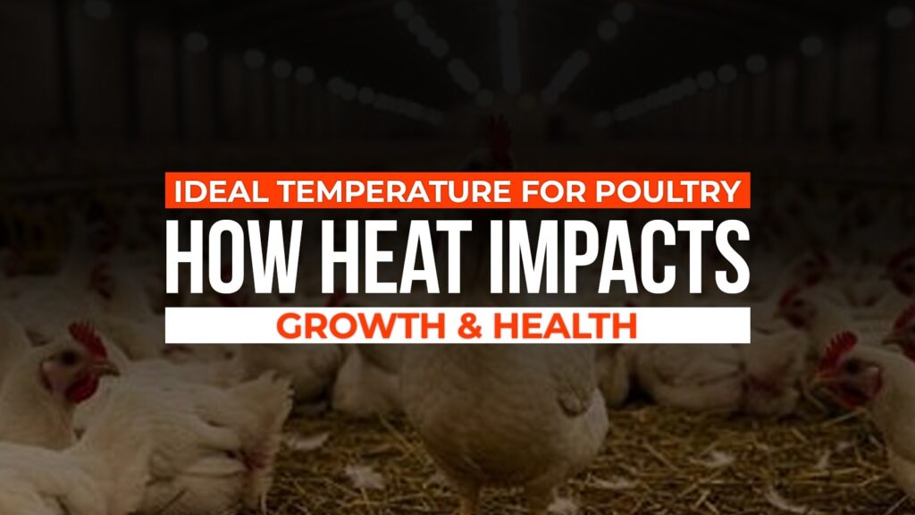 Ideal Temperature for Poultry