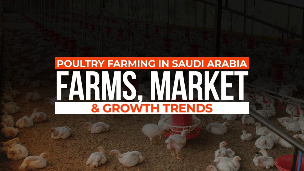 Poultry Farming in Saudi Arabia