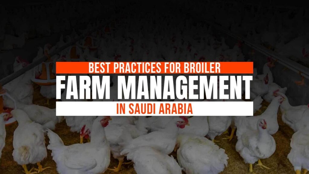 Best Practices for the Management of Broiler Farms in Saudi Arabia