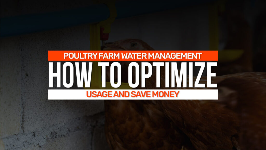 Poultry Farm Water Management: How to Optimize Usage and Save Money